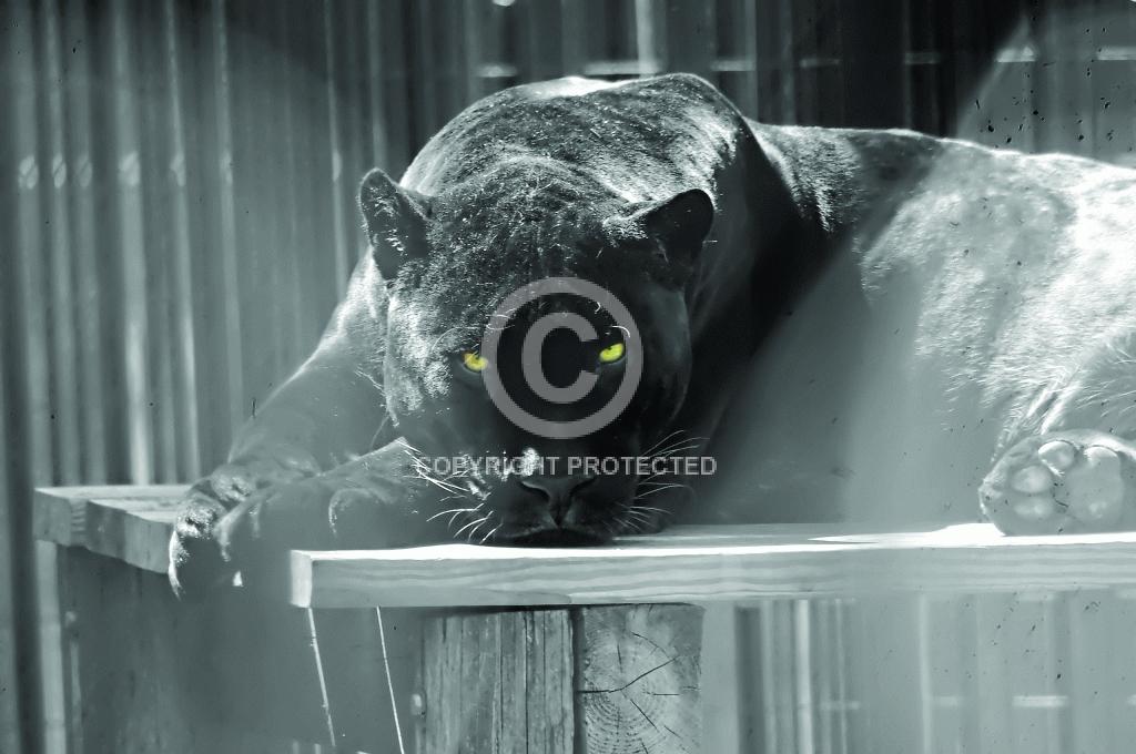 Contest = Naibi Zoo Annual Photo Contest - Result = 1st Place