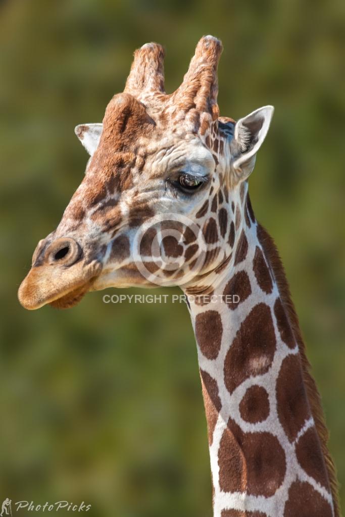 Contest = 500px Flow - Result = Reached Popular Status with 89.9 Pulse